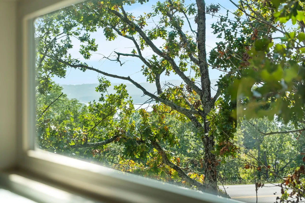 This image captures a serene view of tree branches framing distant hills and a clear blue sky. The natural setting is inviting and hints at the tranquility and beauty of the surrounding outdoors, perfect for walks or relaxing outside with a pet.